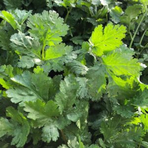 Flat Parsley Fresh Bunched Herb
