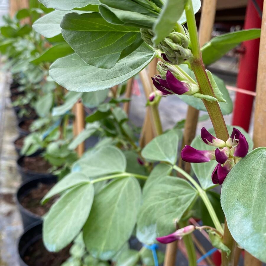 Bean Blossom Edible Flowers