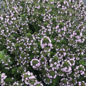 Mint Edible Flowers