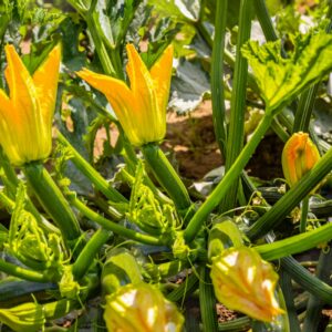 Courgette Edible Flowers