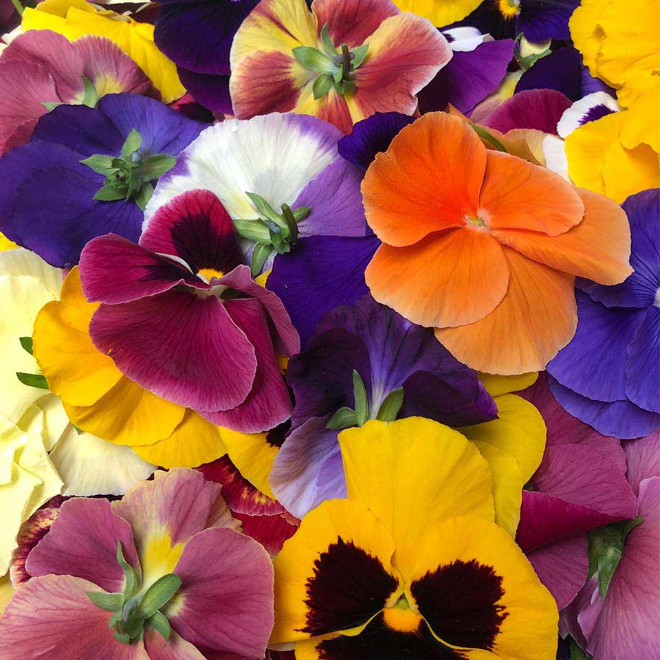 Orange, pink, yellow and purple fresh Pansy edible flowers