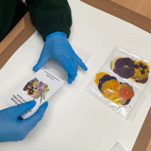 Nurtured in Norfolk employee packaging pressed Pansy edible flowers at the warehouse in Dereham