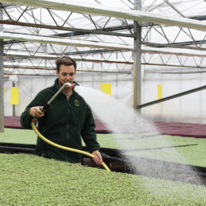 Watering Micro Herbs