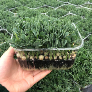 Growing Tendril Pea Shoots