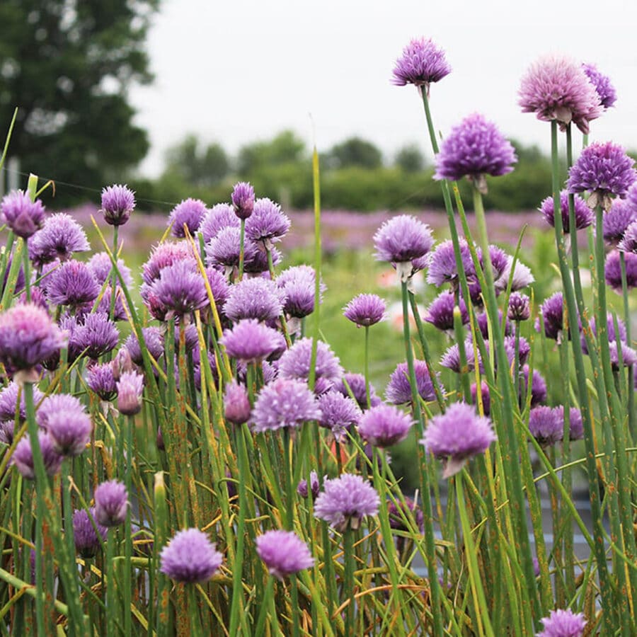 Edible Flowers
