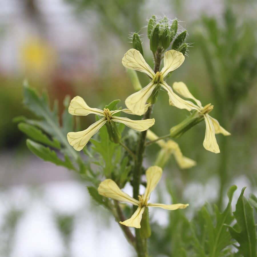 Edible flower