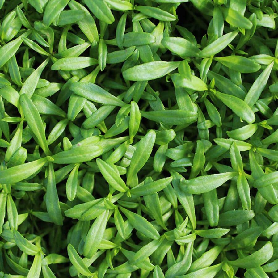 Micro Cress