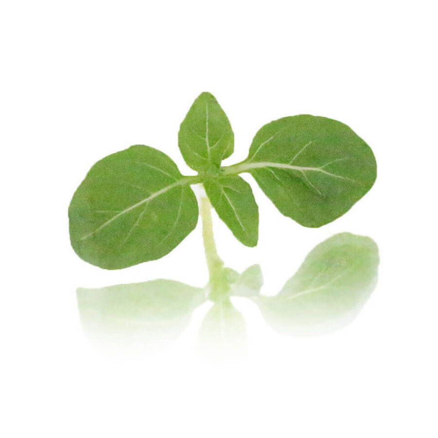 micro back greek cress