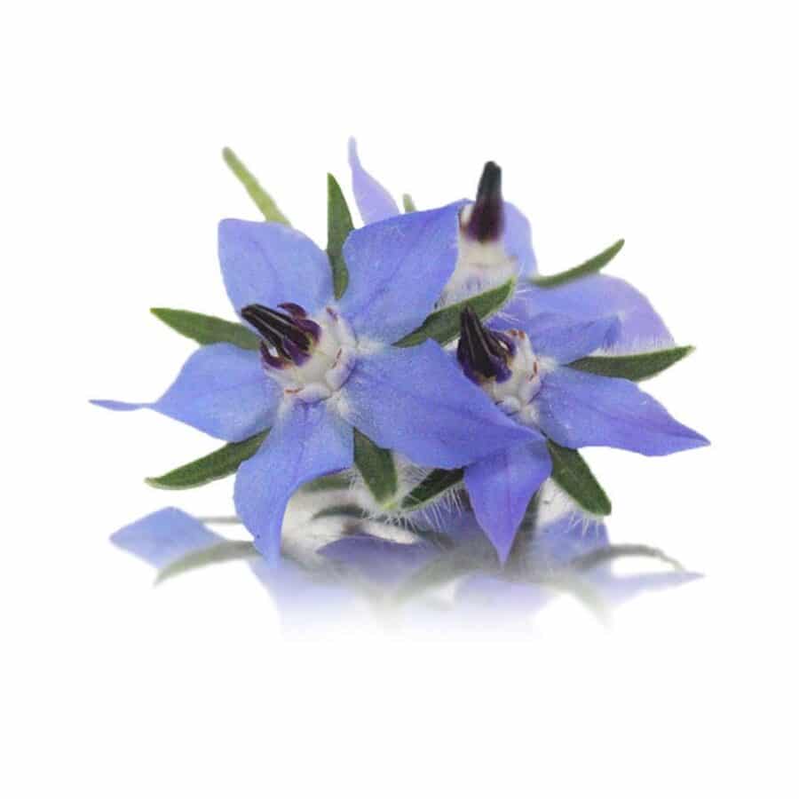 fresh borage edible flowers