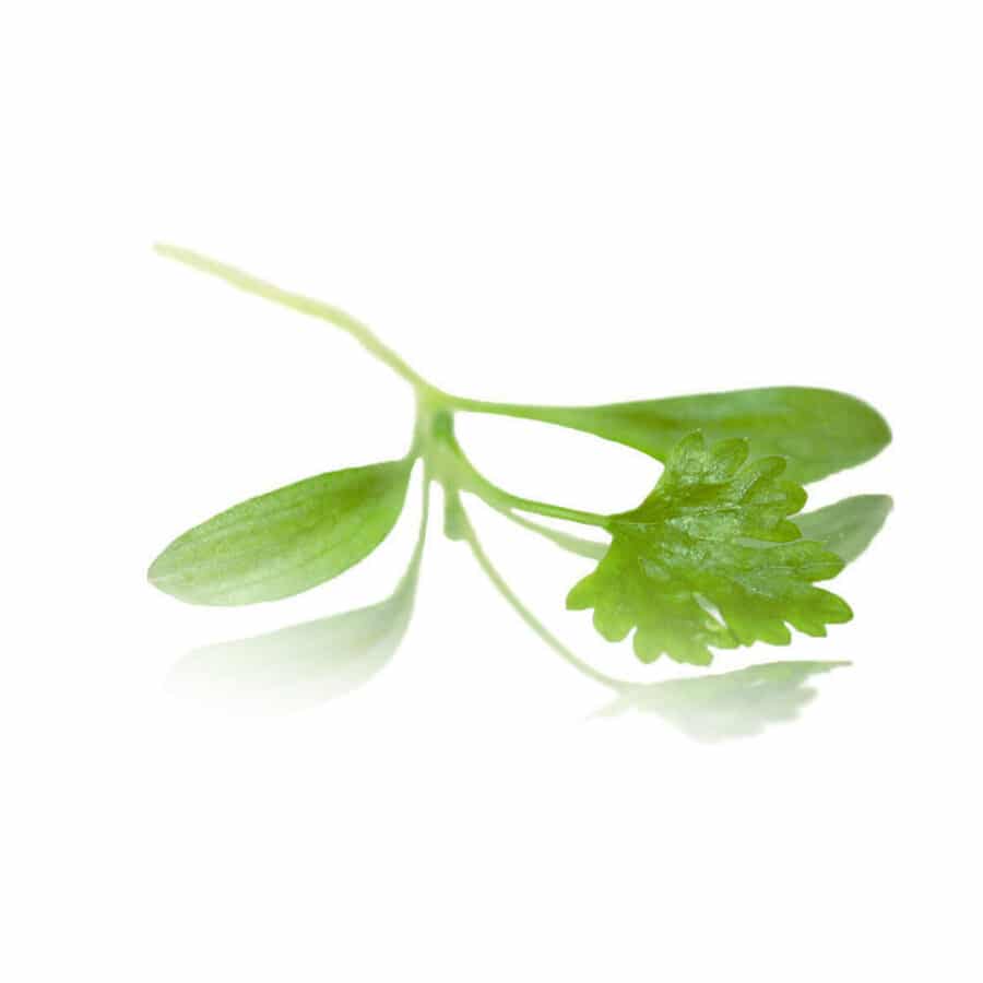 coriander micro cress (Cilantro)