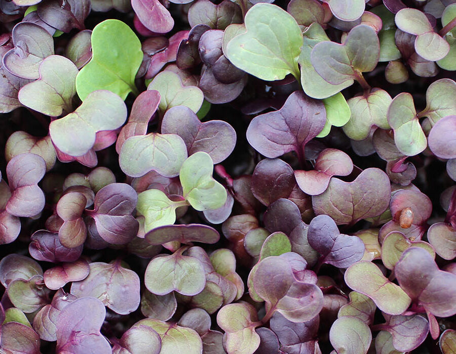 Crimson Radish micro cress growing at nurtured in norfolk, with speckles of green in the crimson coloured cress