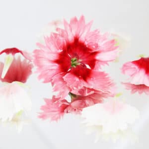 Edible Flowers