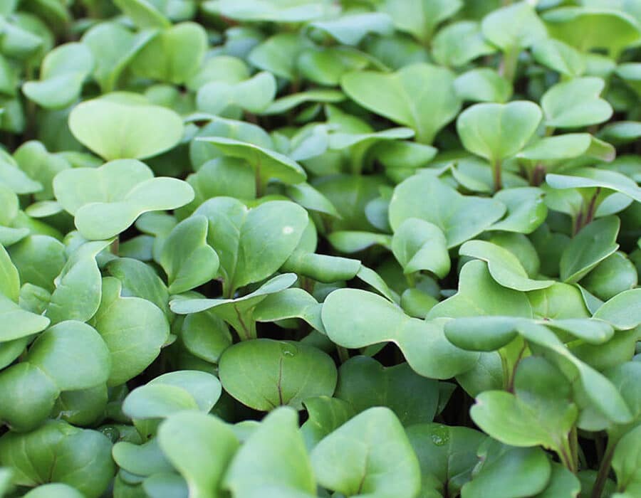Carpet of green Daikon Radish micro cress growing at nurtured in norfolk