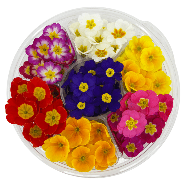 Edible Flower Primulas for Mother's Day