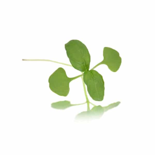 micro green basil cress