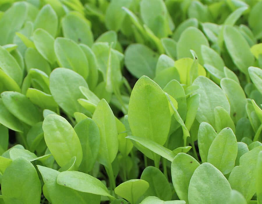 carpet of lemon sorrel microgreen growing at nurtured in norfolk