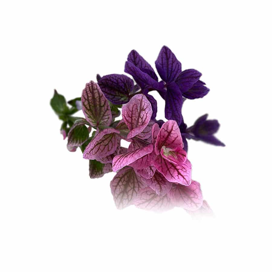 Oxford Blue Edible Flowerss for cake decorating