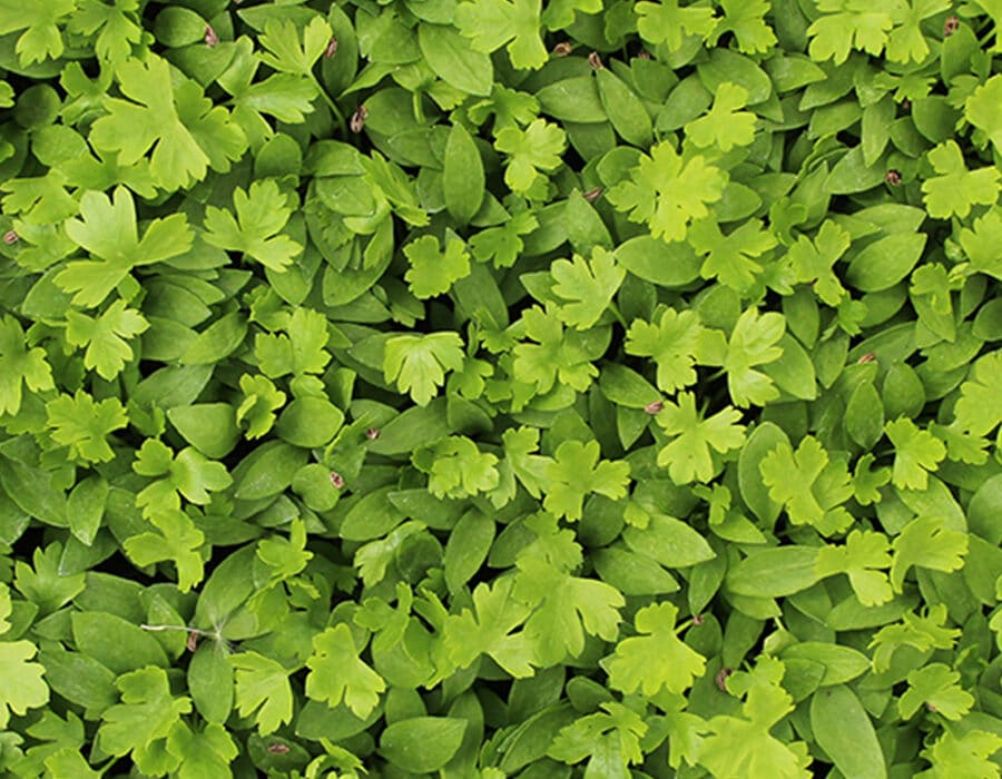 Carpet of green Parsley micro cress growing at Nurtured in Norfolk