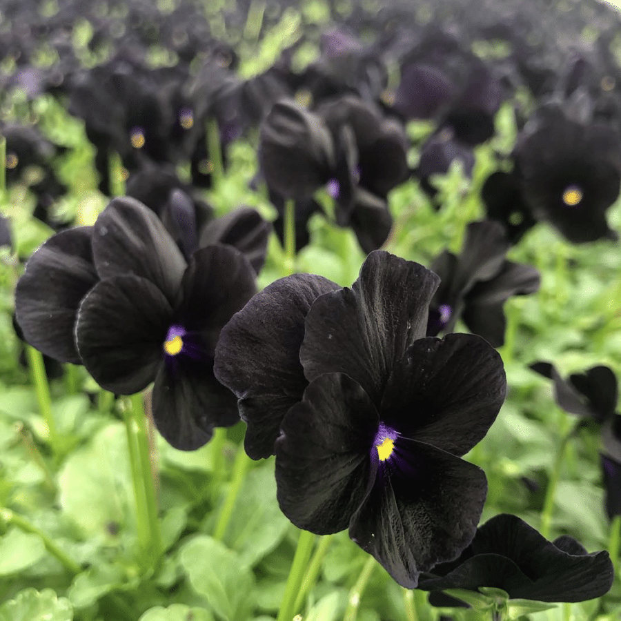 edible flowers