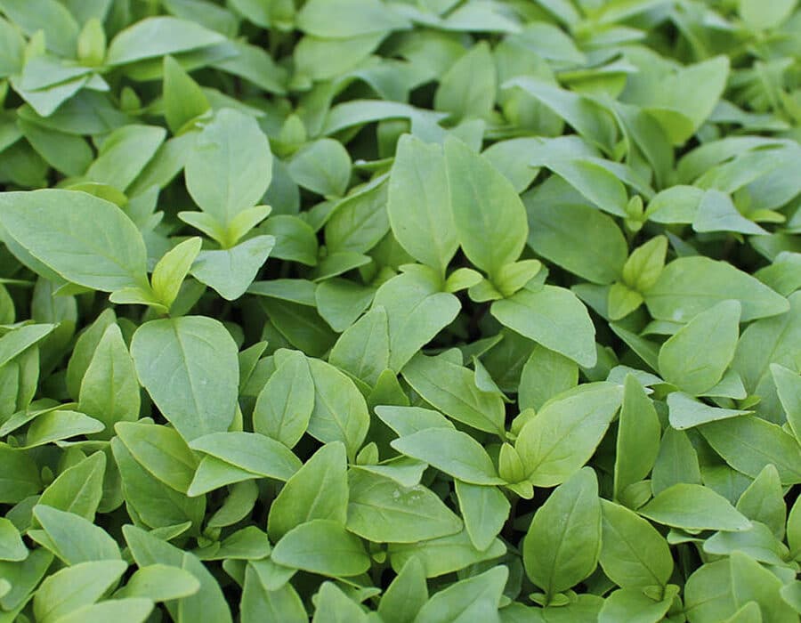Carpet of Thai Basil micro cress growing in the greenhouses at nurtured in norfolk