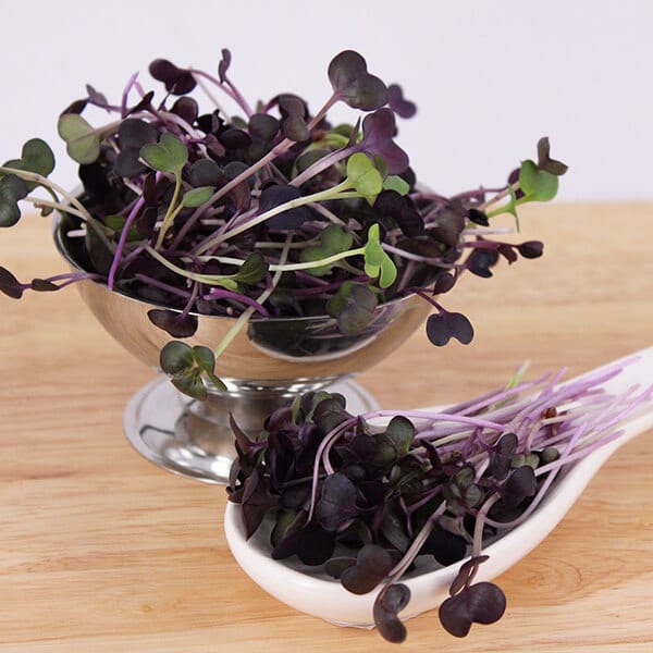 Crimson Micro Cress Edible Garnish