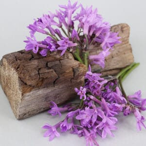 Edible flowers