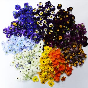 Edible flowers