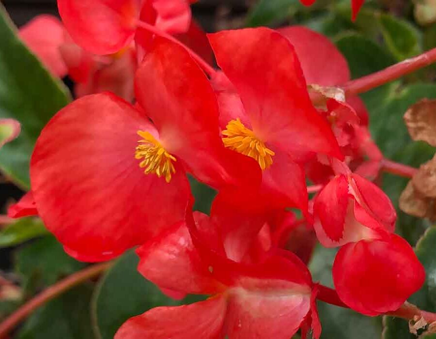 Citrus flavoured apple blossom edible flower (begonia) flowering in greenhouse