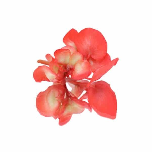 Fresh apple blossom edible flowers