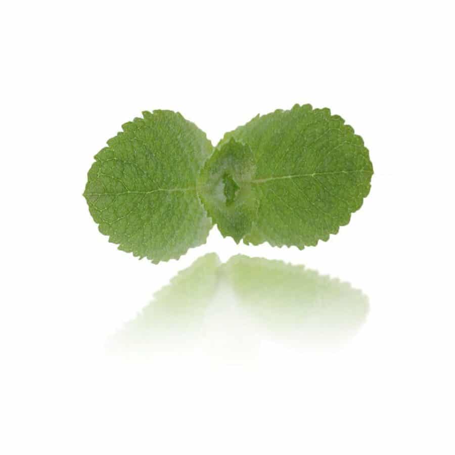apple mint