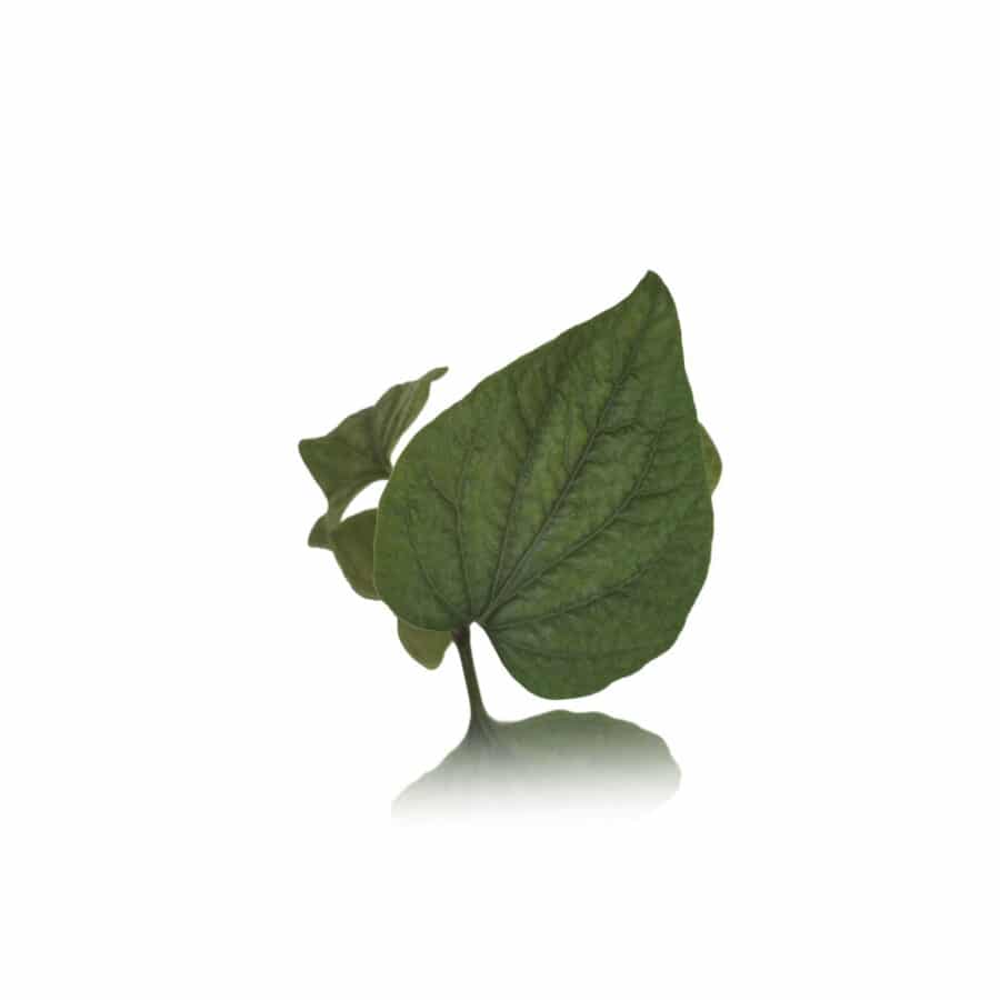 bai cha plu thai (fish mint) edible leaves