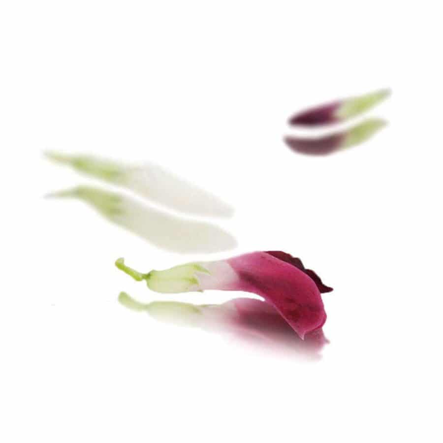 bean blossom edible flowers, also known as broad beans