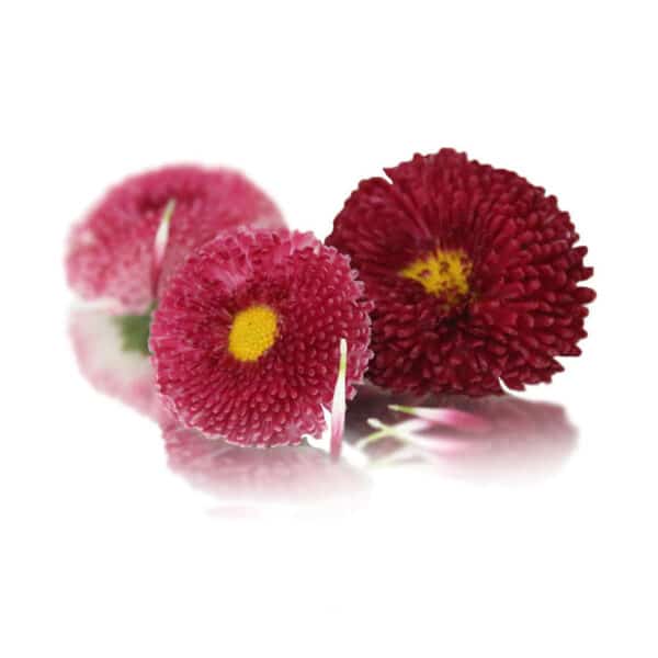 fresh bellis daisy edible flowers