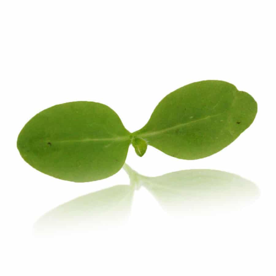 borage micro cress