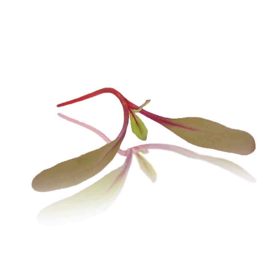 Micro Cress