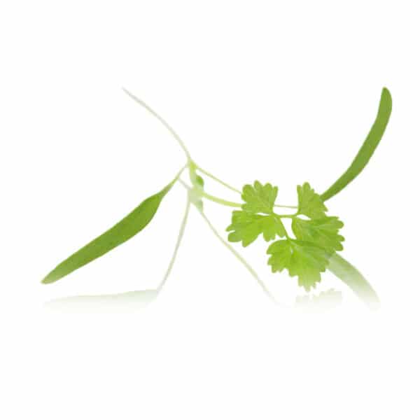 chervil micro cress