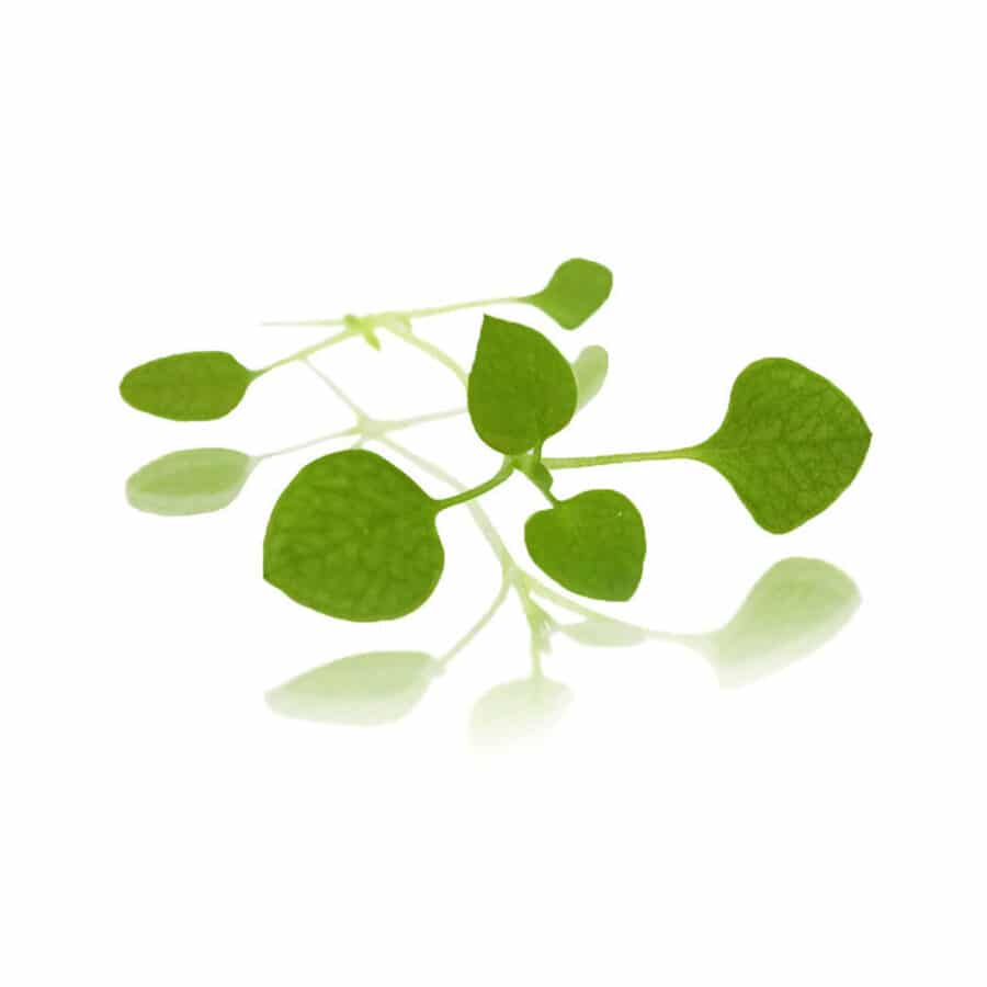 chickweed micro cress (starweed)