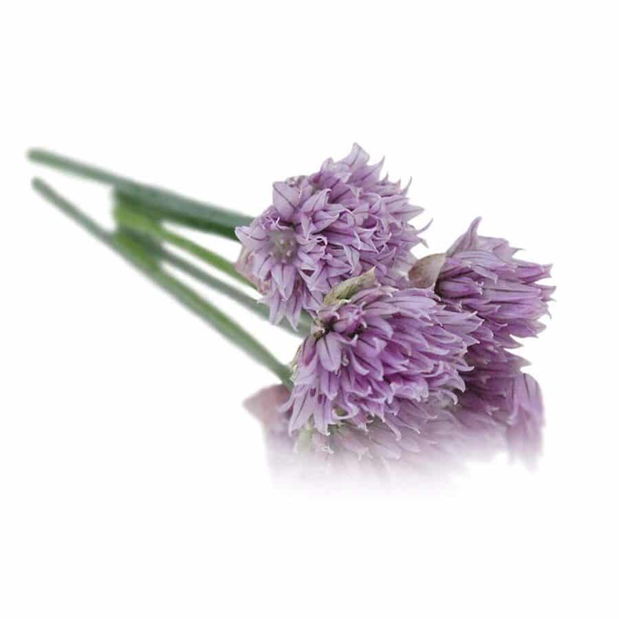 fresh chive edible flowers