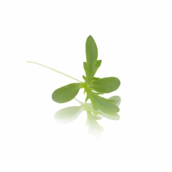 micro chop suey cress