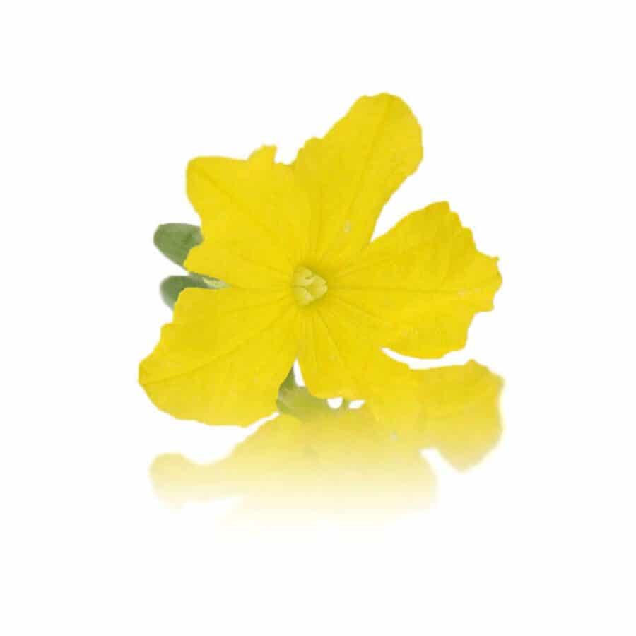 fresh cucumber edible flowers