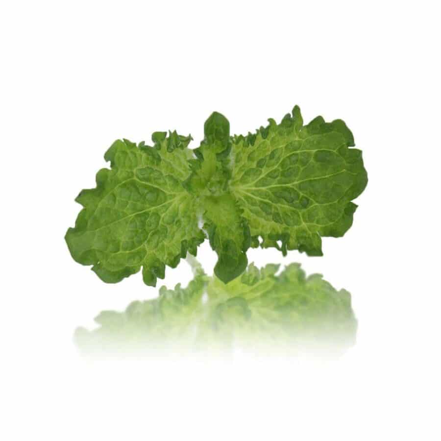 curly mint