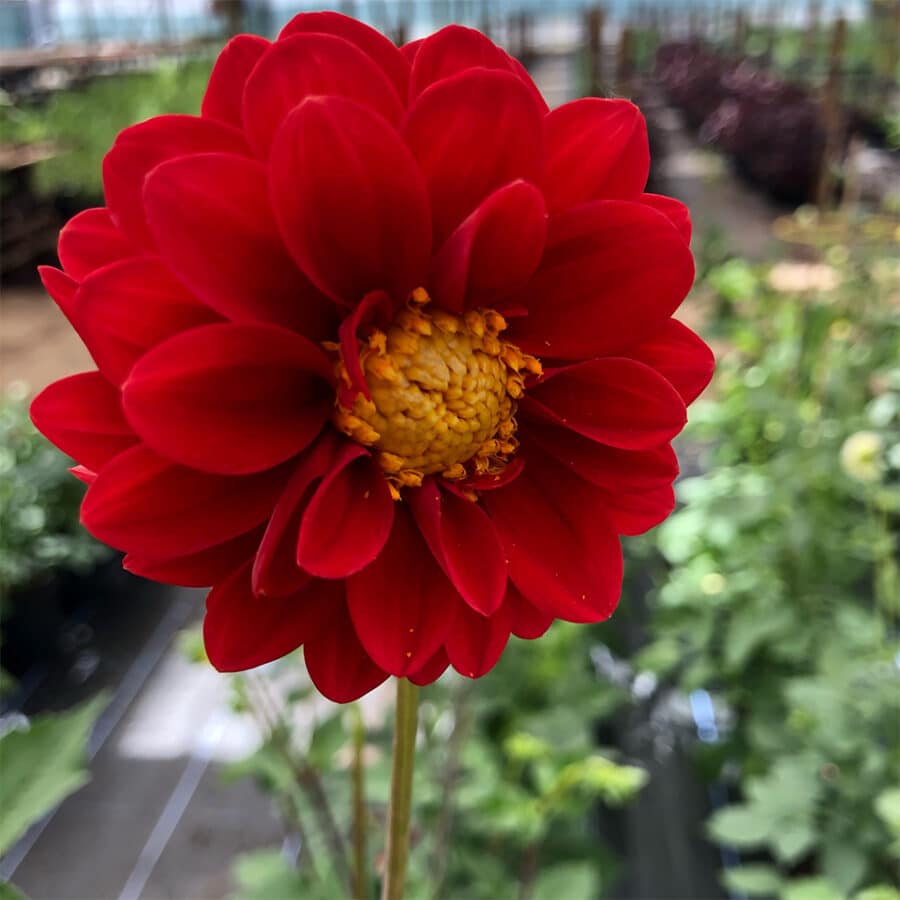 dahlia edible flower