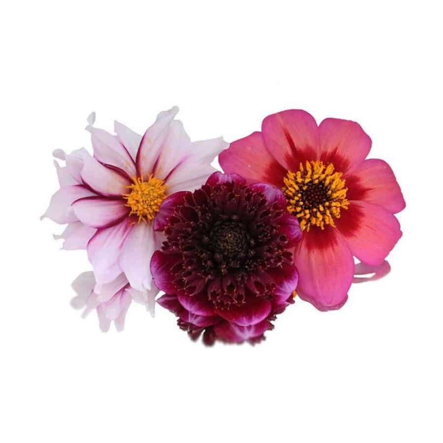 fresh Dahlia edible flowers