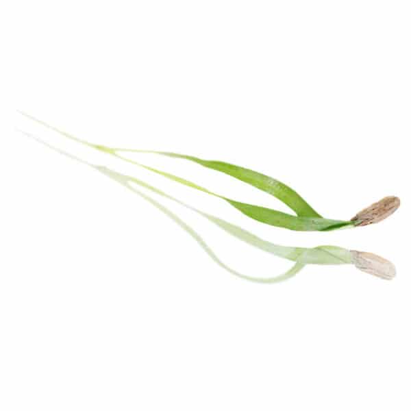 Micro Cress