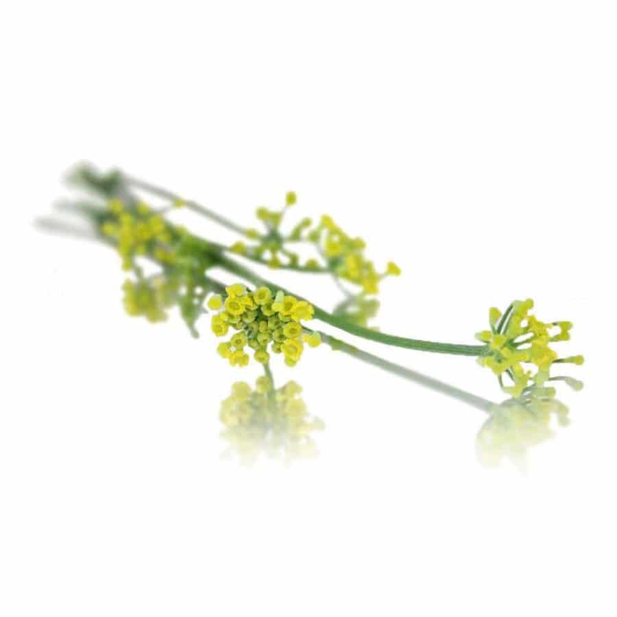 fresh fennel edible flowers