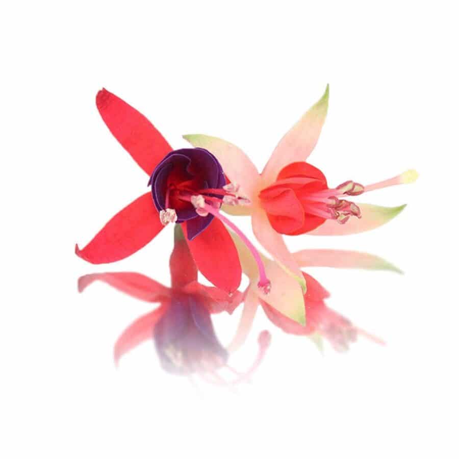 fresh fuchsia edible flowers for drink decoration