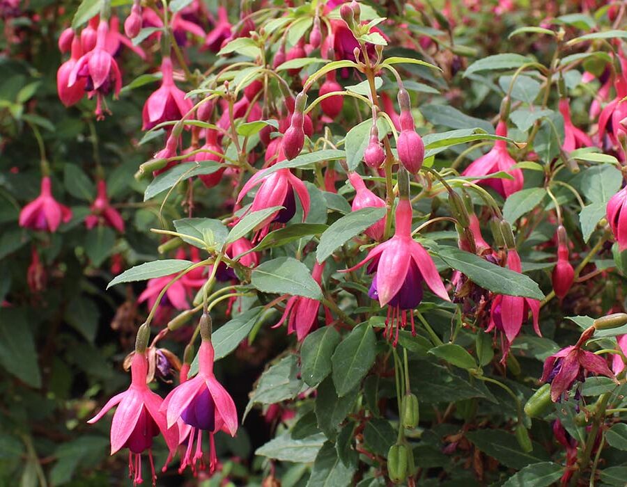 fuchsia edible flowers from nurtured in Norfolk's farm