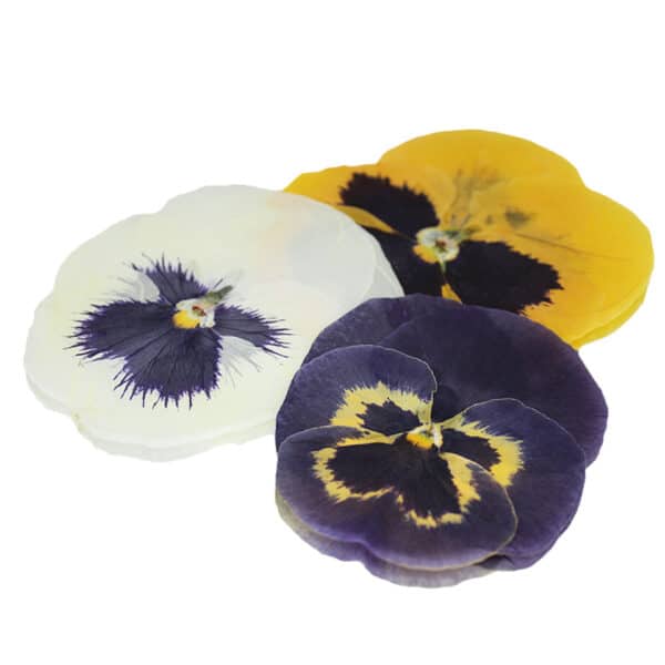 pressed edible flowers, Giant Pansies