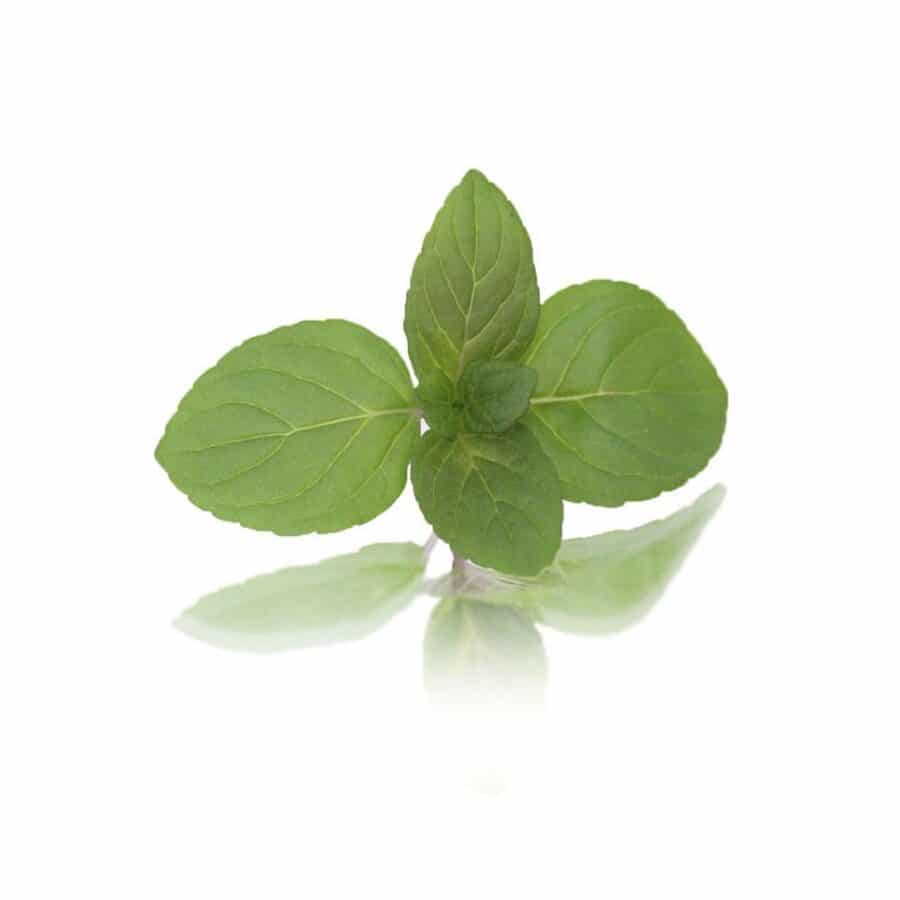 garden mint tips