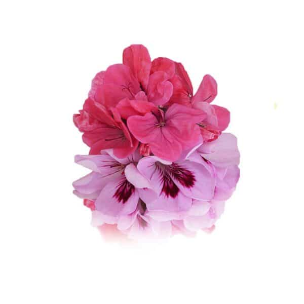fresh geraniums edible flowers